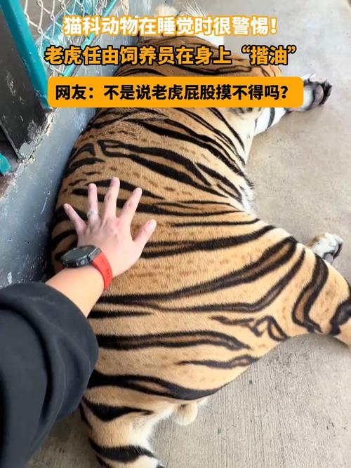 新澳门2025年开奖记录和摸老虎屁股遭扑咬与摸老虎屁股遭扑咬视频