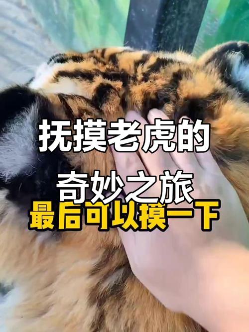 2025年新澳门天天开彩大全和摸老虎屁股遭扑咬与摸老虎屁股遭扑咬视频