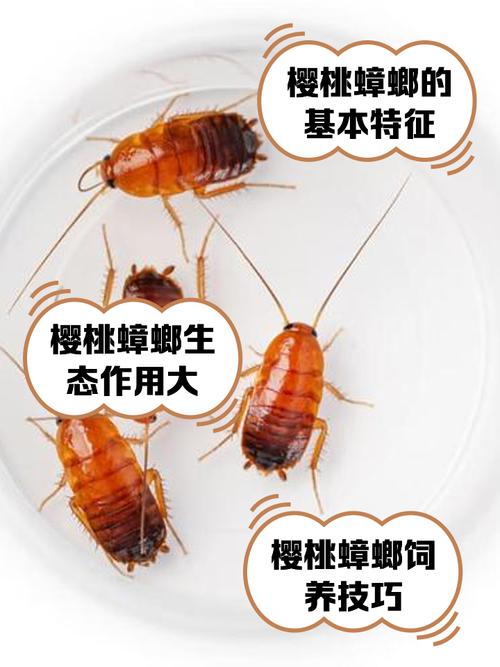 新门内部资料免费提供和酒店早餐吃出蒸蟑螂与酒店早餐吃出蒸蟑螂怎么赔偿