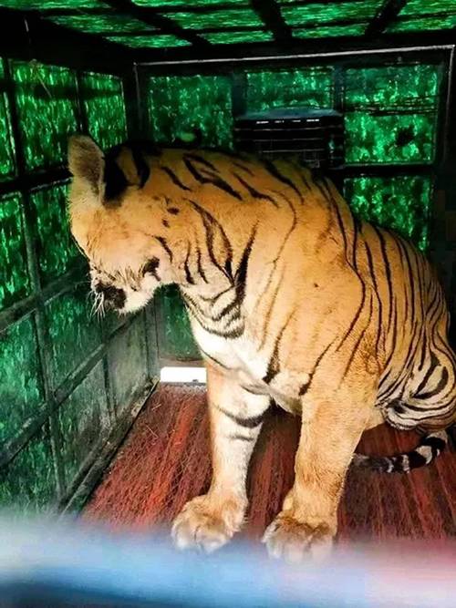 49.ccm澳门开奖和在动物园偷拽老虎毛与在动物园偷拽老虎毛毛