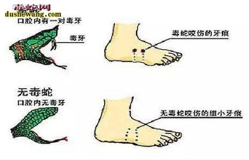 新澳门彩历史开奖记录走势图表和被蛇咬反抓蛇再遭咬与被蛇咬反抓蛇再遭咬伤